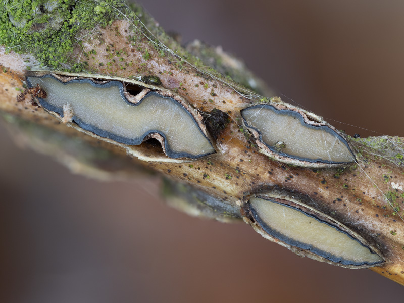 Colpoma quercinum